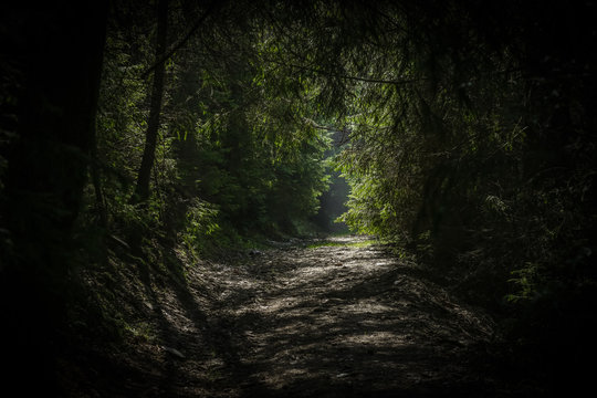 Fototapeta Path in a forest