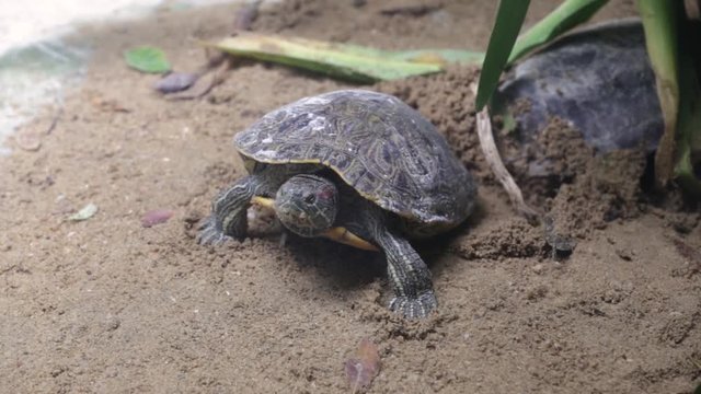Red-eared slider buries something in the sand