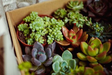 Beautiful multi-colored cactus succulents in a planter
