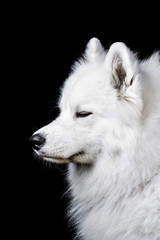 Samoyed dog on black
