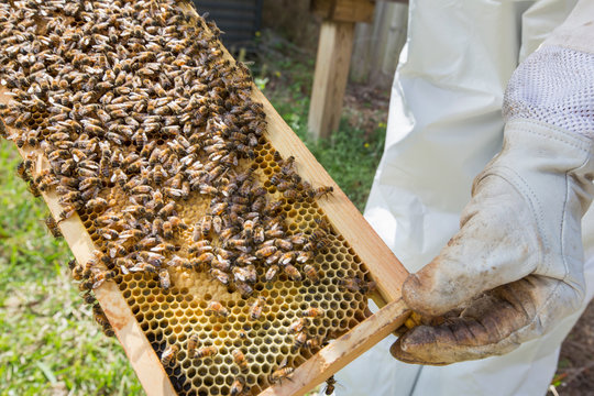 Beekeeper holding hive frame with bees, close-up