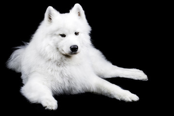 Obraz premium Samoyed dog on black
