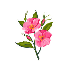 Obraz premium Dog Rose Hand Drawn Realistic Illustration