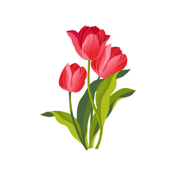 Tulip Hand Drawn Realistic Illustration