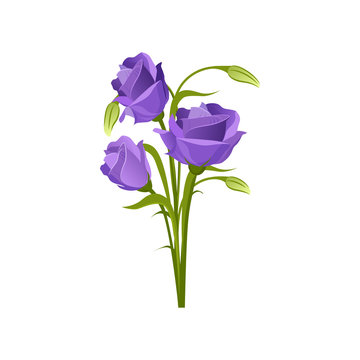 Eustoma Hand Drawn Realistic Illustration