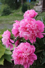 Розовые пионы.