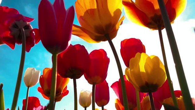 Colorful tulips play with sun in the blue sky