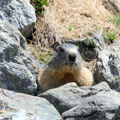 Marmotta