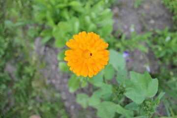 Цветок календулы. (Calendula officinalis)