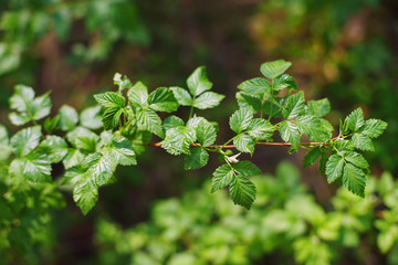 Raspberry bush branch with young green leaves at spring