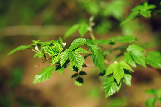 Raspberry bush branch with young green leaves at spring