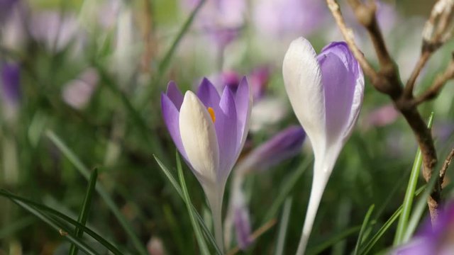 Beautiful iris family crocus flower on the wind natural background spring 4K 2160p 30 fps UHD video - Shallow DOF bi-color purple and white crocus plant close-up 4K 3840X2160 UHD footage 