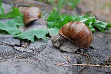 Snail crawling on dandelion leaves. Helix pomatia (common names the Burgundy snail, Roman snail, edible snail or escargot) is a species of large, edible, air-breathing land snail.
