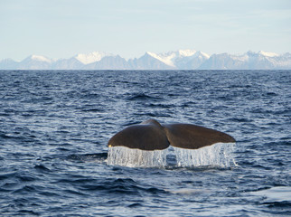 Naklejka premium Wieloryb z Andenes