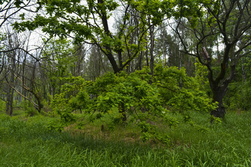 весенний лес