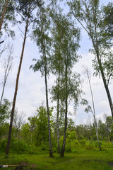 весенний лес