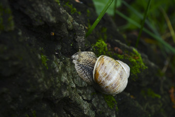 улитка на дереве