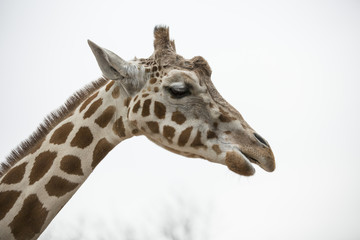 Close up of a Giraffe