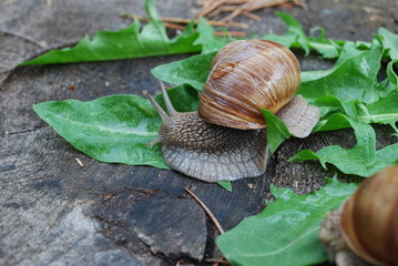 Snail crawling on dandelion leaves. Helix pomatia (common names the Burgundy snail, Roman snail, edible snail or escargot) is a species of large, edible, air-breathing land snail.