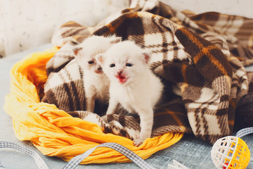 Fototapeta na wymiar White Newborn kittens in a plaid blanket