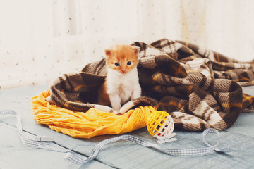 Fototapeta na wymiar Red orange newborn kitten in a plaid blanket