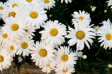 Large white daisies in close up group