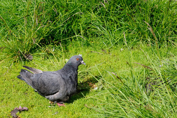 Ruffled pigeon