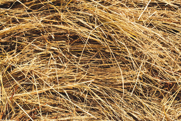 Сено в деревне