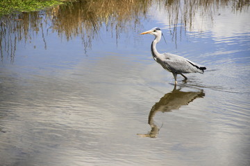 Ein Graureiher im Teich