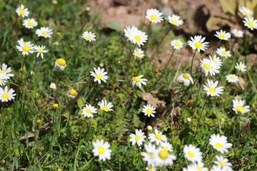 Matricaria chamomilla