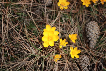 miracle and snowdrops flower with fortunately
