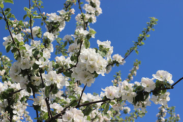 spring, apple tree blooming