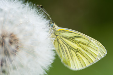 Green-veined white (Pieris napi) on dandelion seedhead. Close up of head of butterfly in the family Pieridae at rest, in a British woodland in the rain