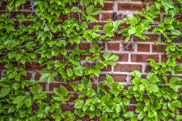 Brick wall covered in ivy