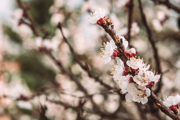 Spring blossoming of  plum tree
