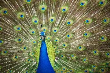 Obraz premium Blue Peafowl 