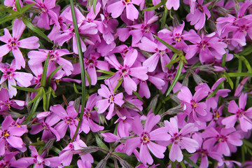 Carpet of small purple flowers