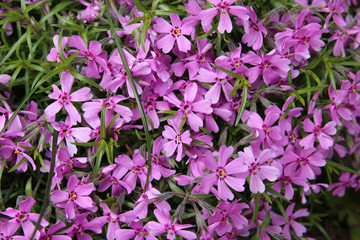 Carpet of small purple flowers