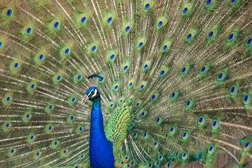 Naklejka premium Blue Peafowl 