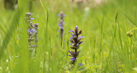 Field with colorful wildflowers in spring