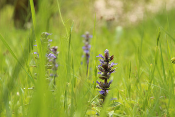 Field with colorful wildflowers in spring