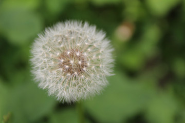 withered dandelion