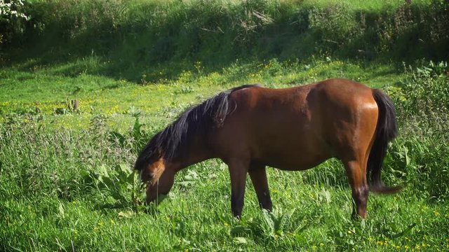 Cinemagraph - loopable moving picture - beautiful magnificent brown stallion horse is grazing in the sun and wind on a beautiful summer day. Shining sun and green grass meadow. Seamless loop.
