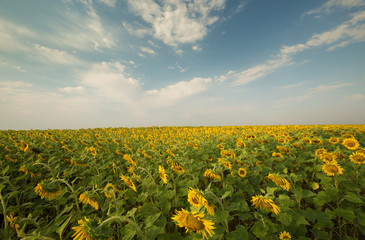 Field of sunflowers and blue sky,wide angle