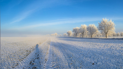 Fototapeta na wymiar white icy trees in snow covered landscape