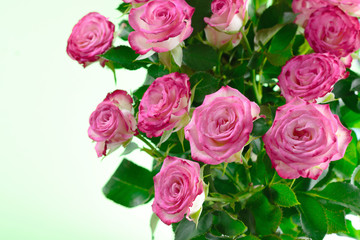 Beautiful roses background 