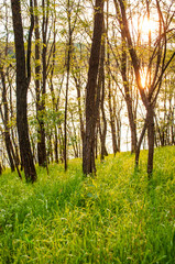 Spring, nature, beautiful landscape and green grass and trees