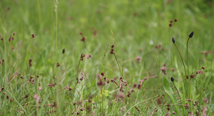 Field with colorful wildflowers in spring