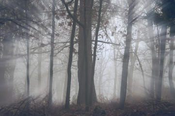 Fototapeta na wymiar Sunshine through the trees in the fog