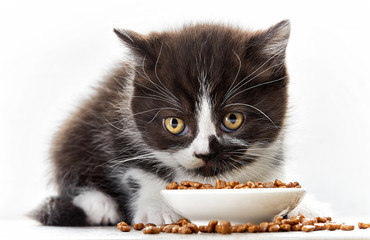 kitten and cat food